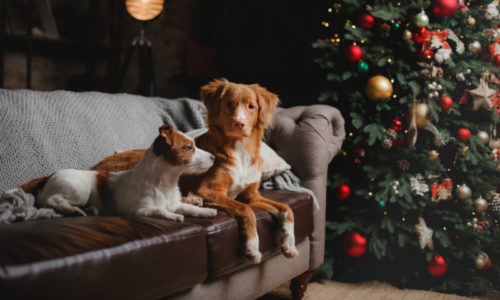 dogs sitting near a christmas tree