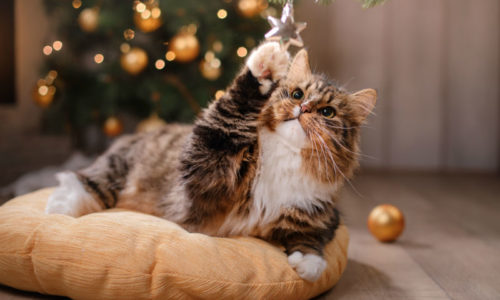Holiday Hazards for Pets