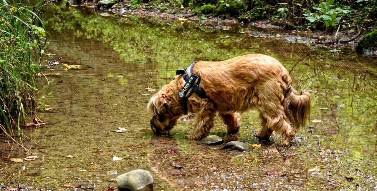 dog drinking water outside