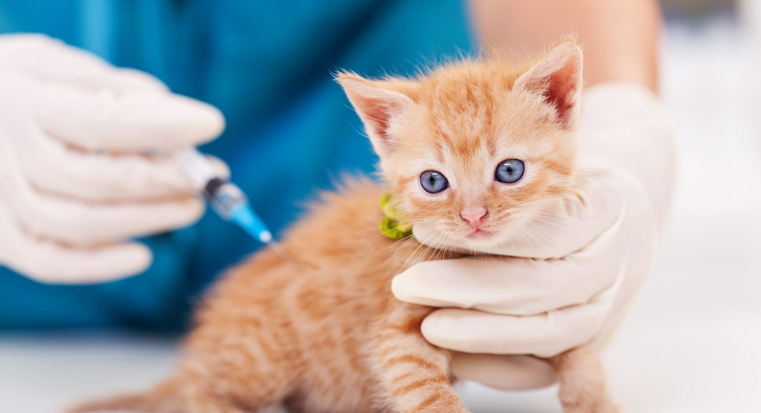 Прививки шотландским котятам. Прививка котенку. Вакцинация кошек фото. Котик вакцина.