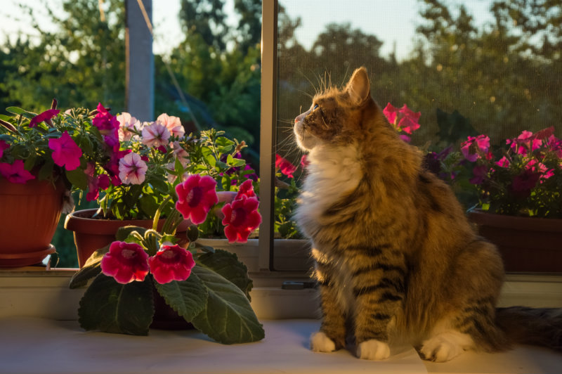 cats near flowers
