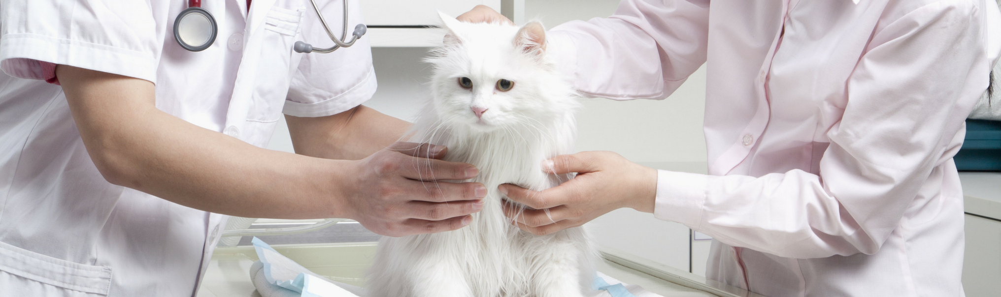 Cat Vaccinations PetFocus Veterinary Hospital