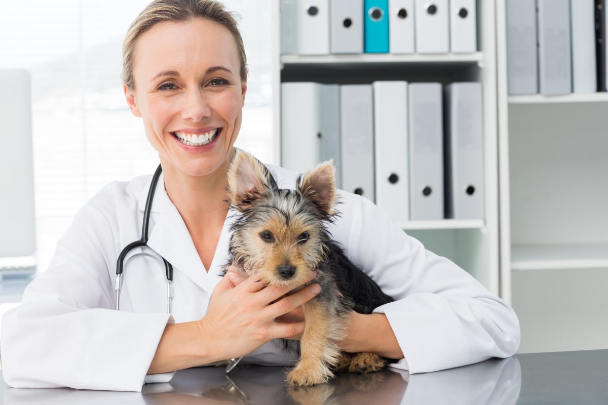 Becoming a Veterinarian - Clayton Park