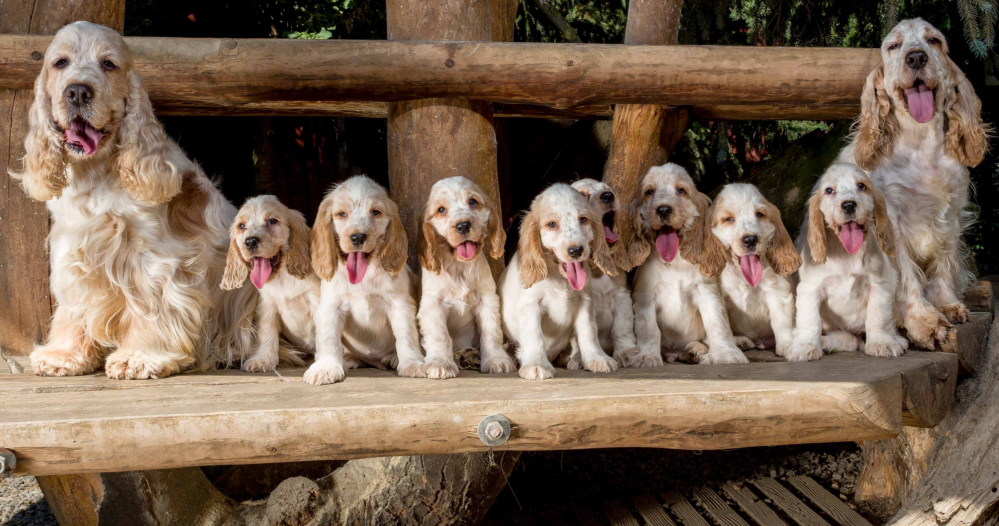 Dog breeding. Семья кокер спаниелей. Собачья семья. Много спаниелей. Декоративное собаководство.