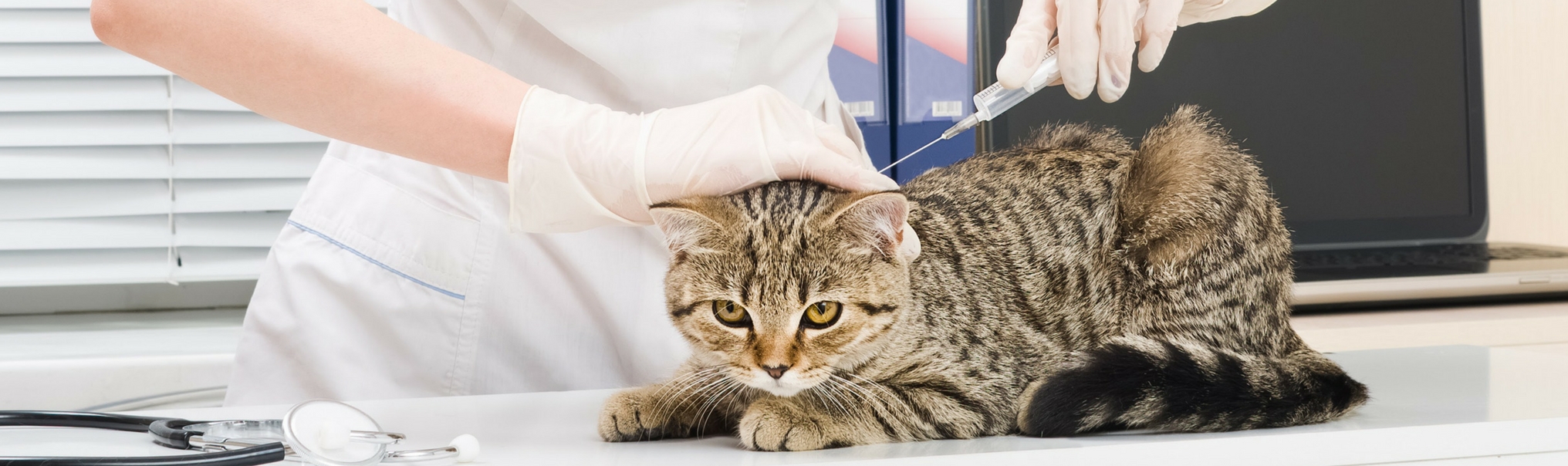 Вакцина для кошек 4