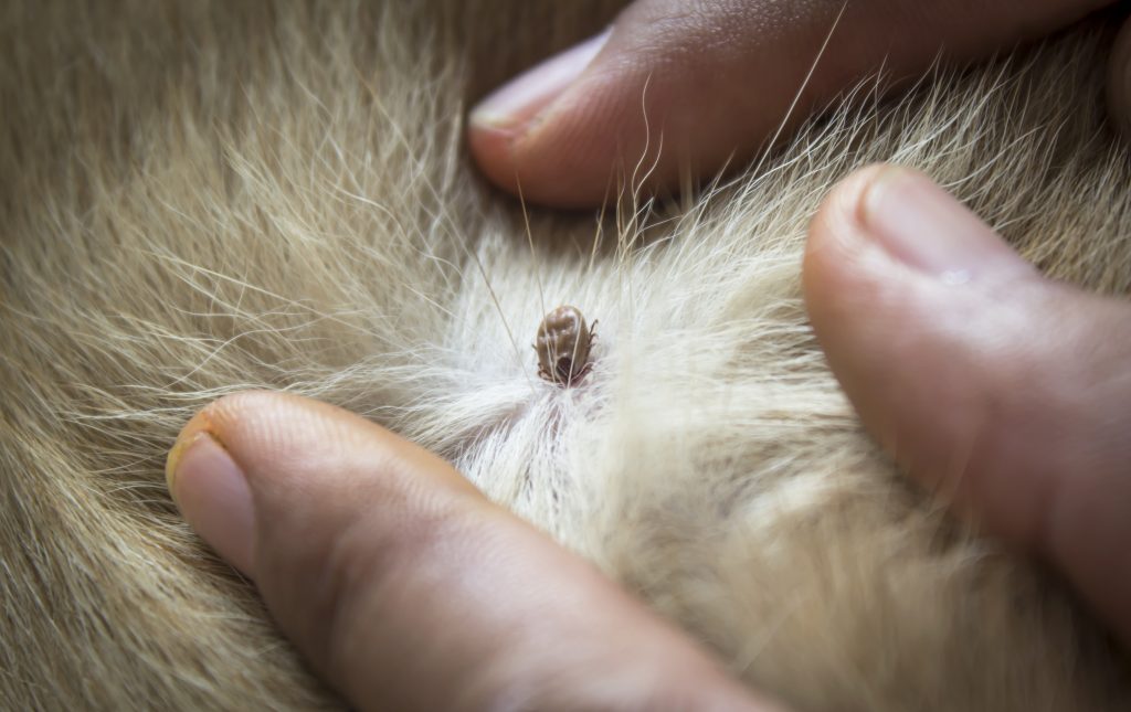 close up of an adult tick on dog fur