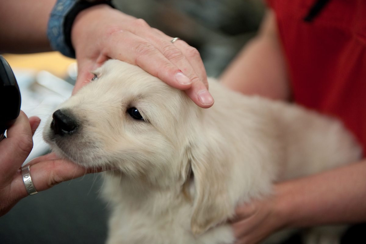 The Examination: The Heart of Veterinary Medicine - Clayton Park