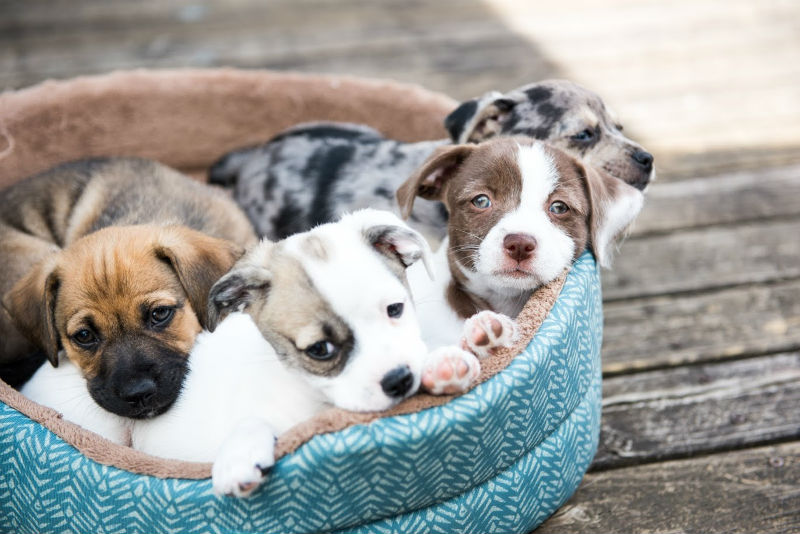 Tips to Care for Your New Puppy