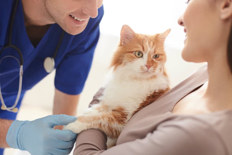 cat at a vet