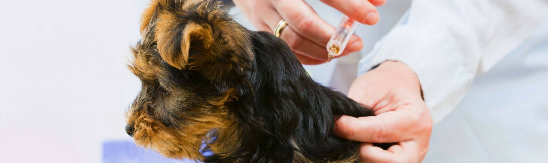 Puppy-vaccination