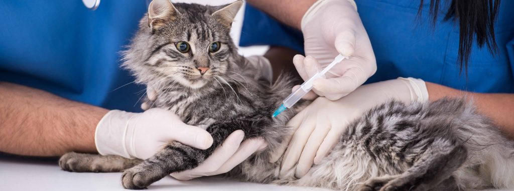 kitten-vaccination