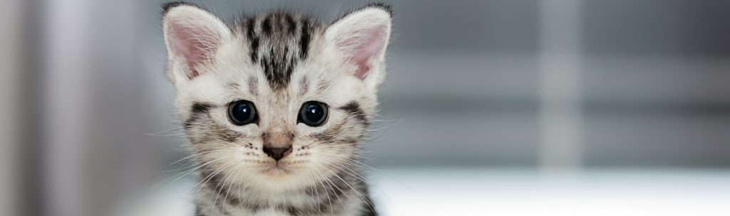 kitten-spay-neutering