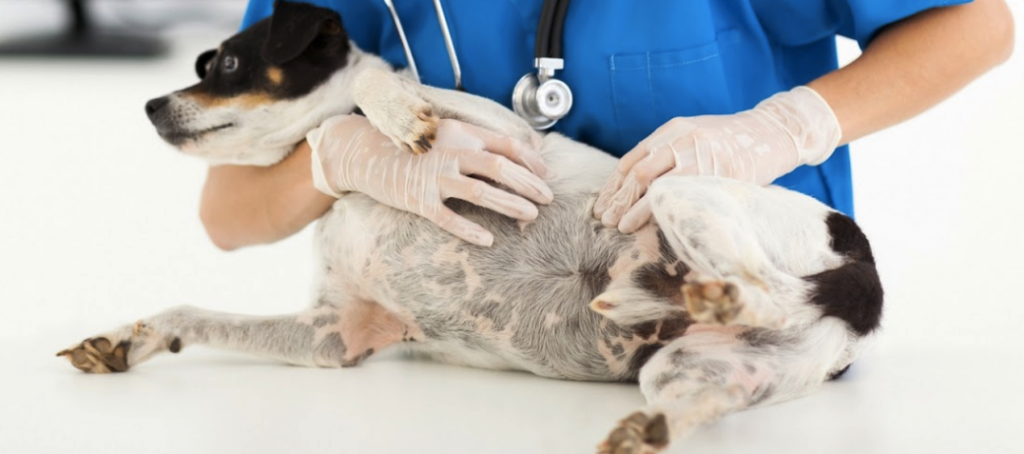 Abscesses In Dogs Dartmouth Veterinary Hospital