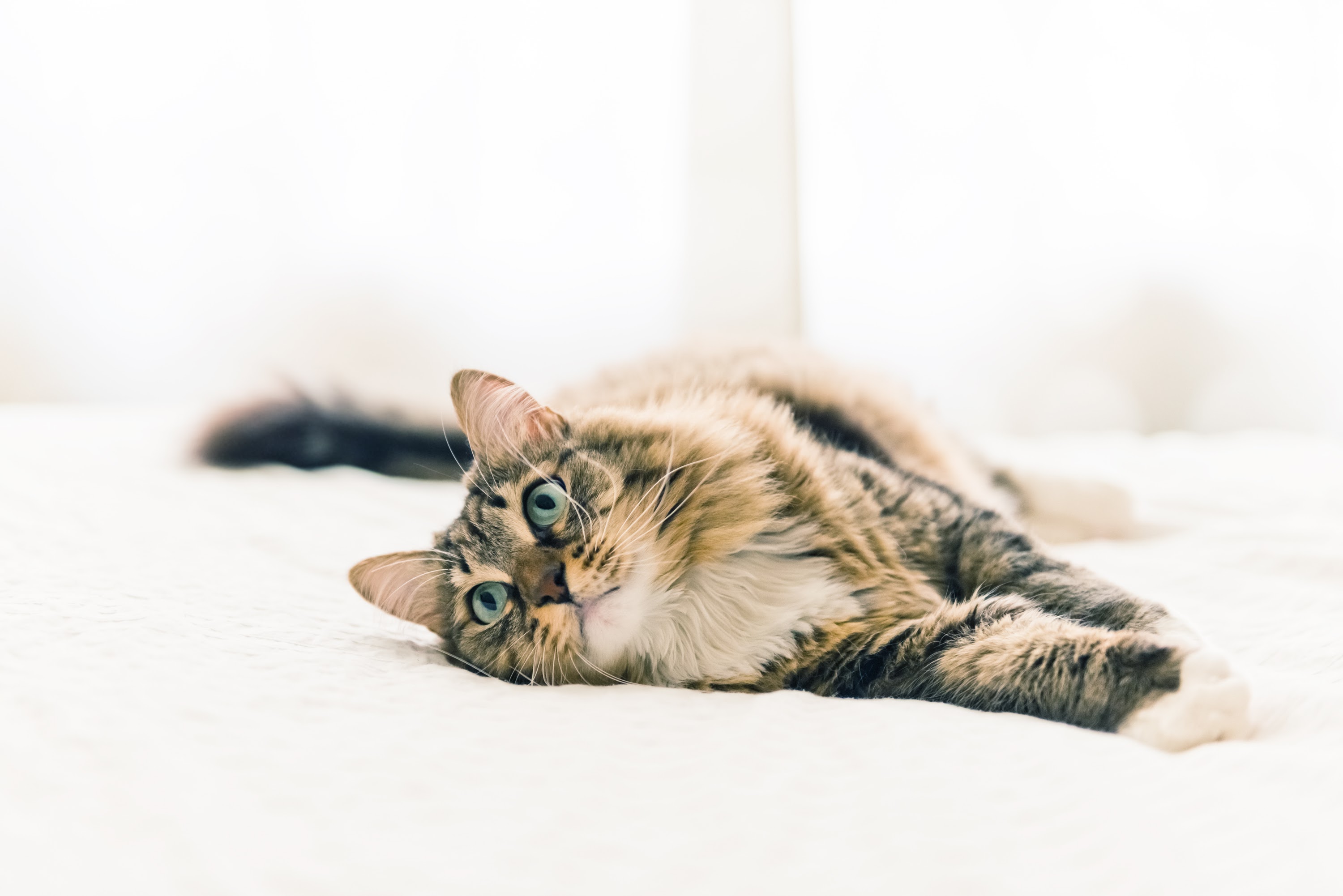 What You Need to Know About Hyperthyroidism - Dartmouth Veterinary Hospital