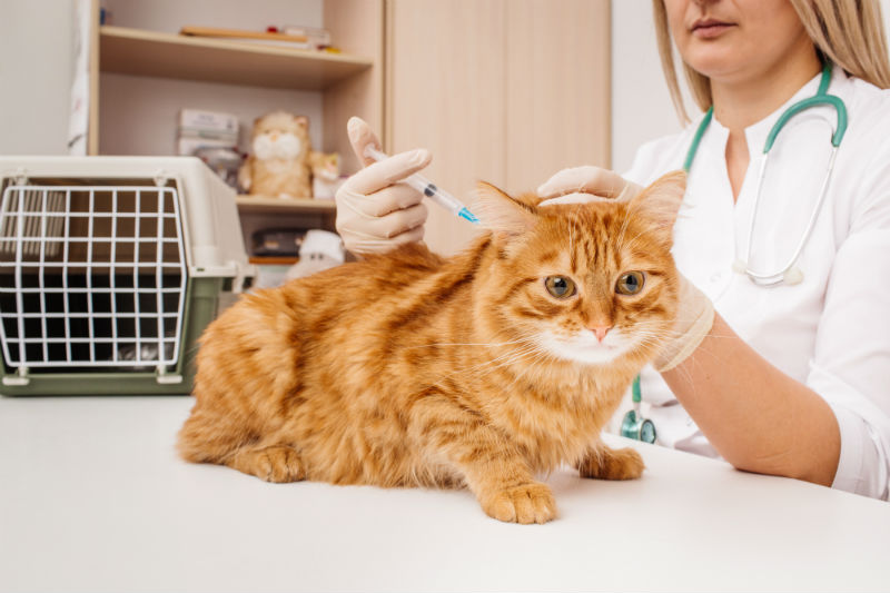 Cat-Vaccines You Should Know About