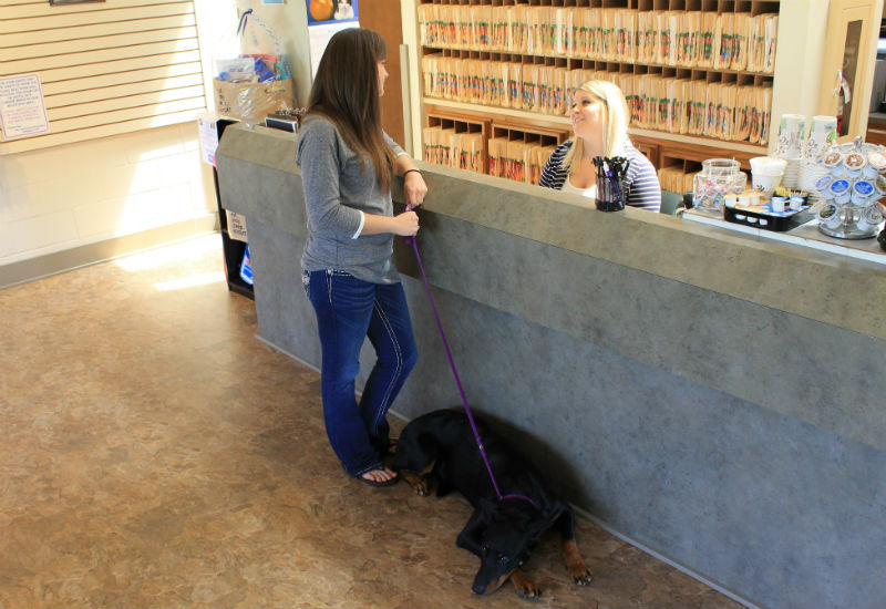 What Your Pet Reception Team Wants You to Know