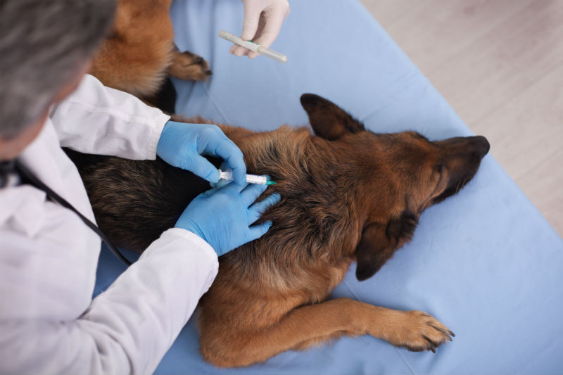 Dog Being Vaccinated