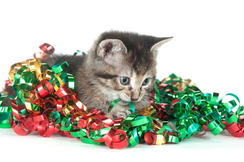 Cat playing with tinsel