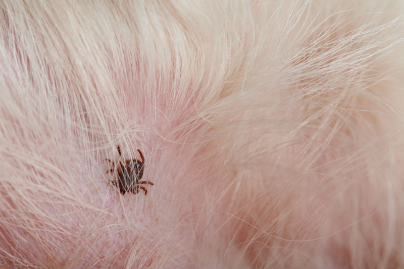 Tick close-up in dog skin