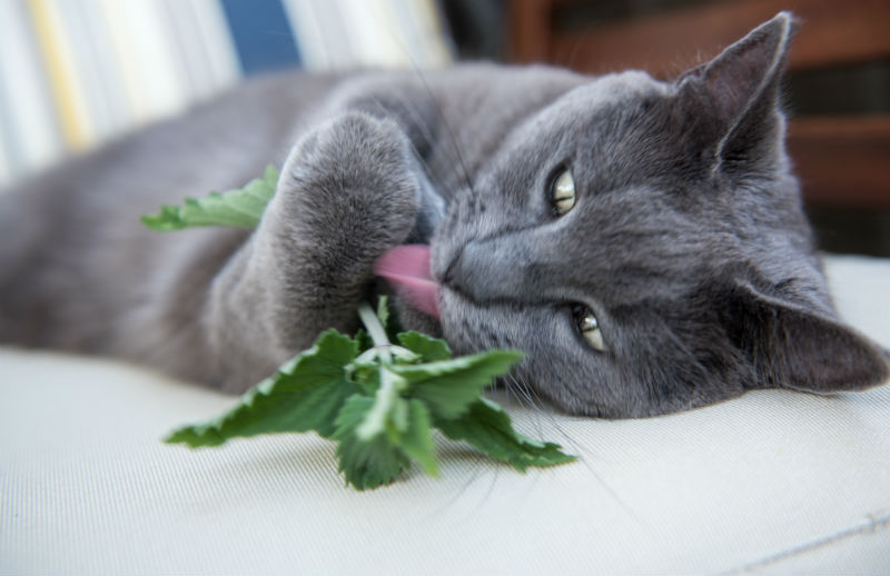 Catnip and Its Effects on Cats