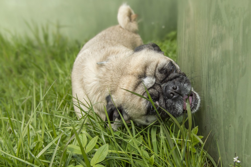 pug eating grass