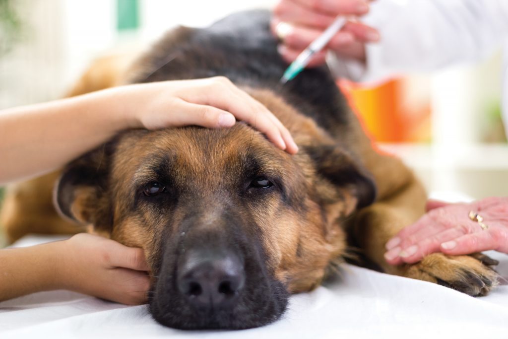 dog at vet receiving vaccination