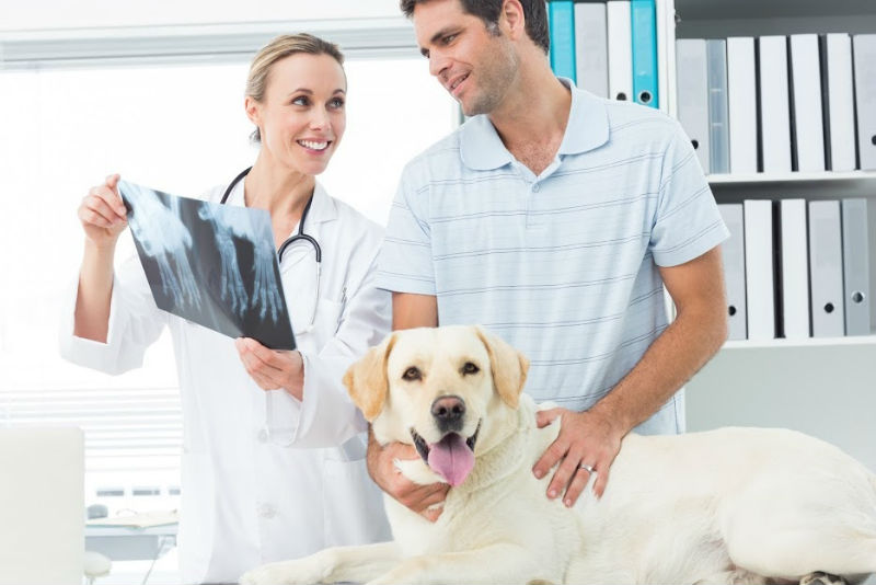 Arthritis Tips For Pets