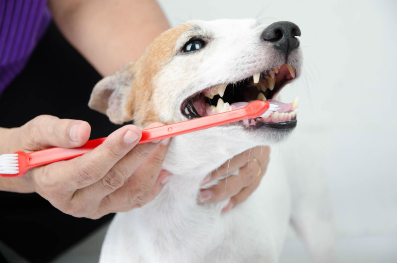 A Dog with Toothbrush