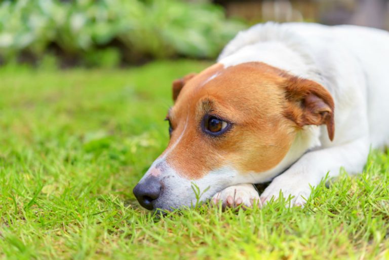 Symptoms of Canine Distemper2