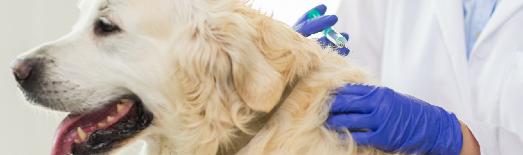 dog getting vaccinated