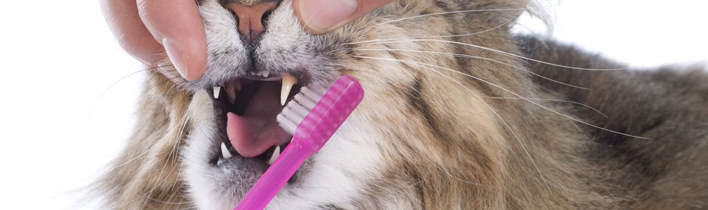 cat getting teeth brushed