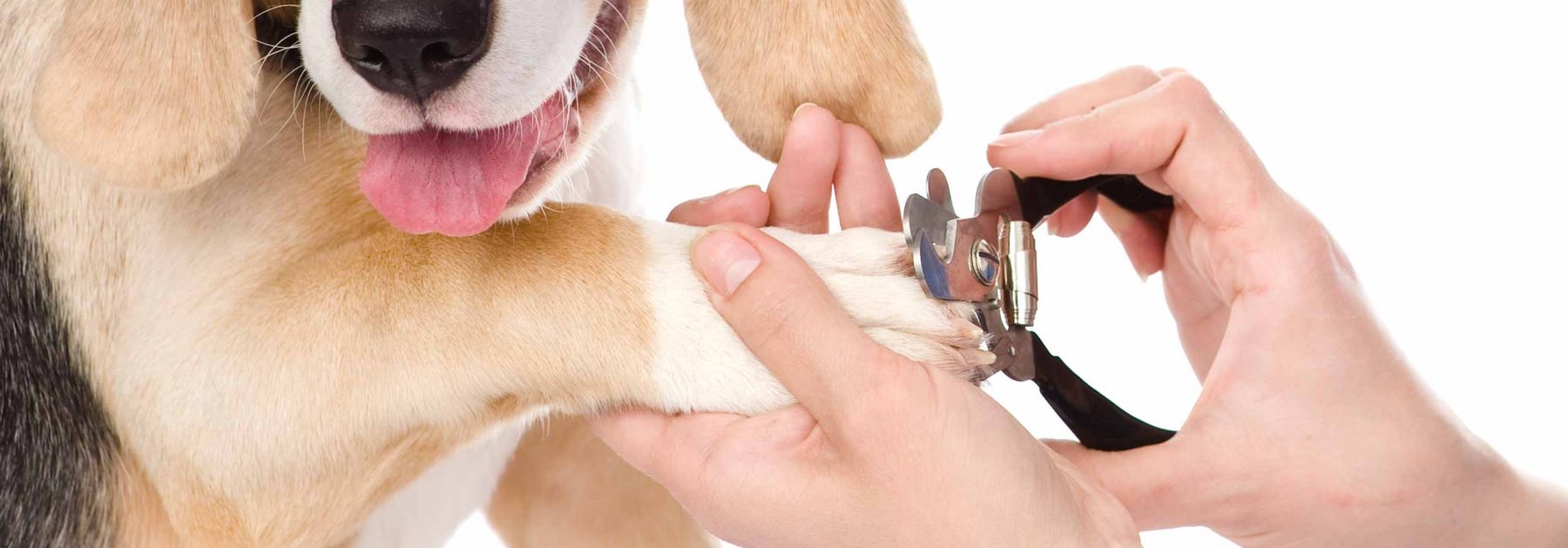 dog with nail clippers
