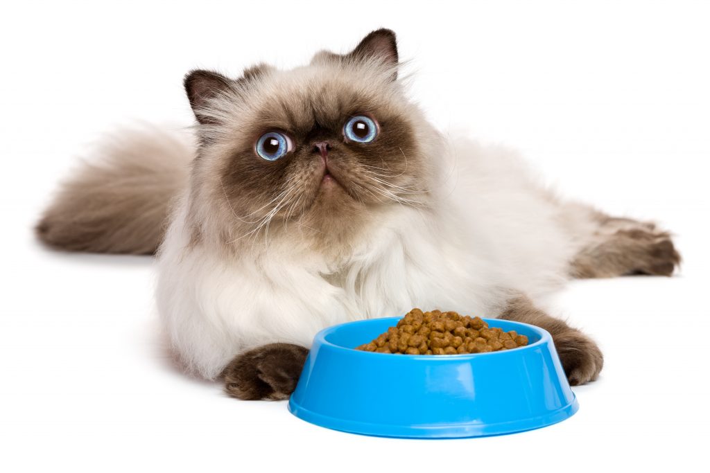Young persian seal colourpoint cat with a blue bowl of cat food