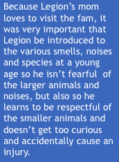 Legion's story