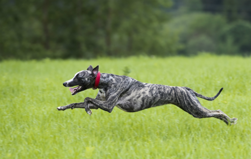 Greyhounds and its particularities