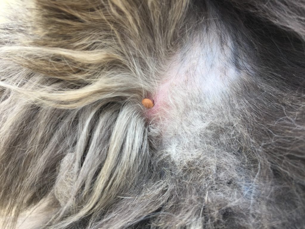 Grey ticks on dogs