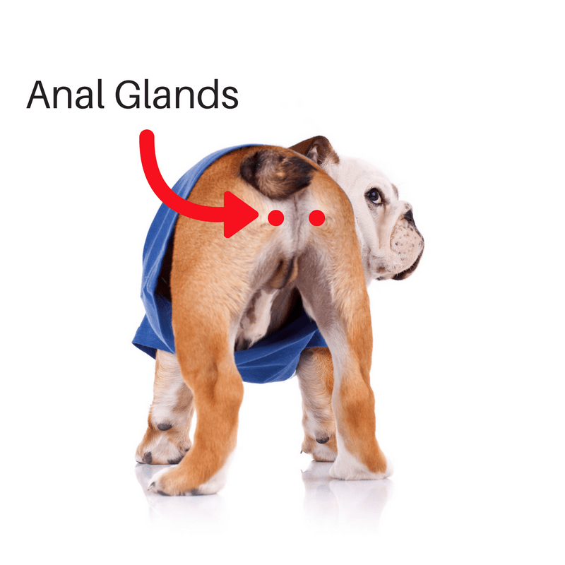 glands anal pet Puppy care
