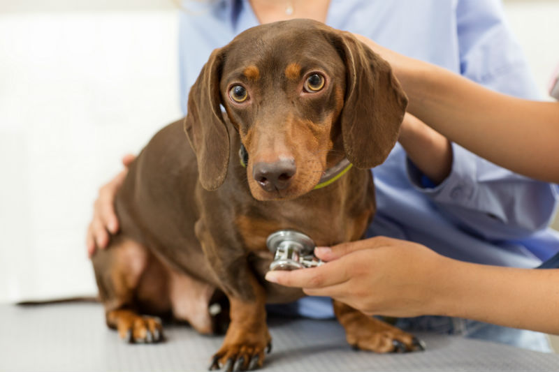 Canine MRSA – (methicillin-resistant Staphylococcus) - Westwood Hills  Veterinary Hospital