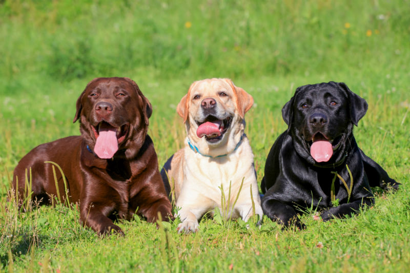 Top 10 Dog Breeds in Canada