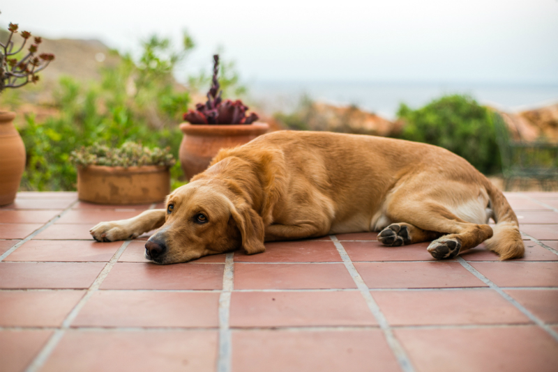 What you need to know about cancer in pets