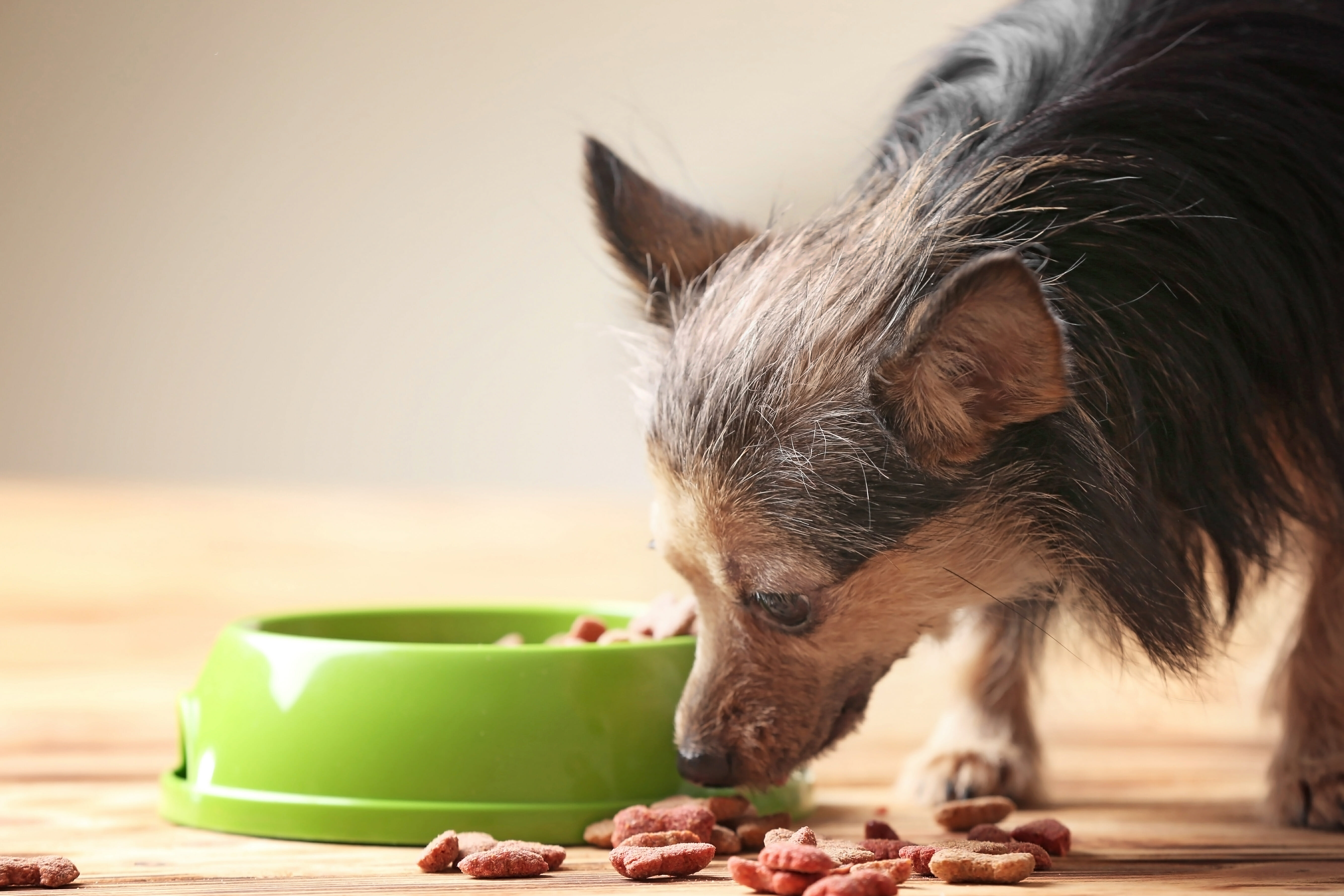 Grain free dog food tufts best sale