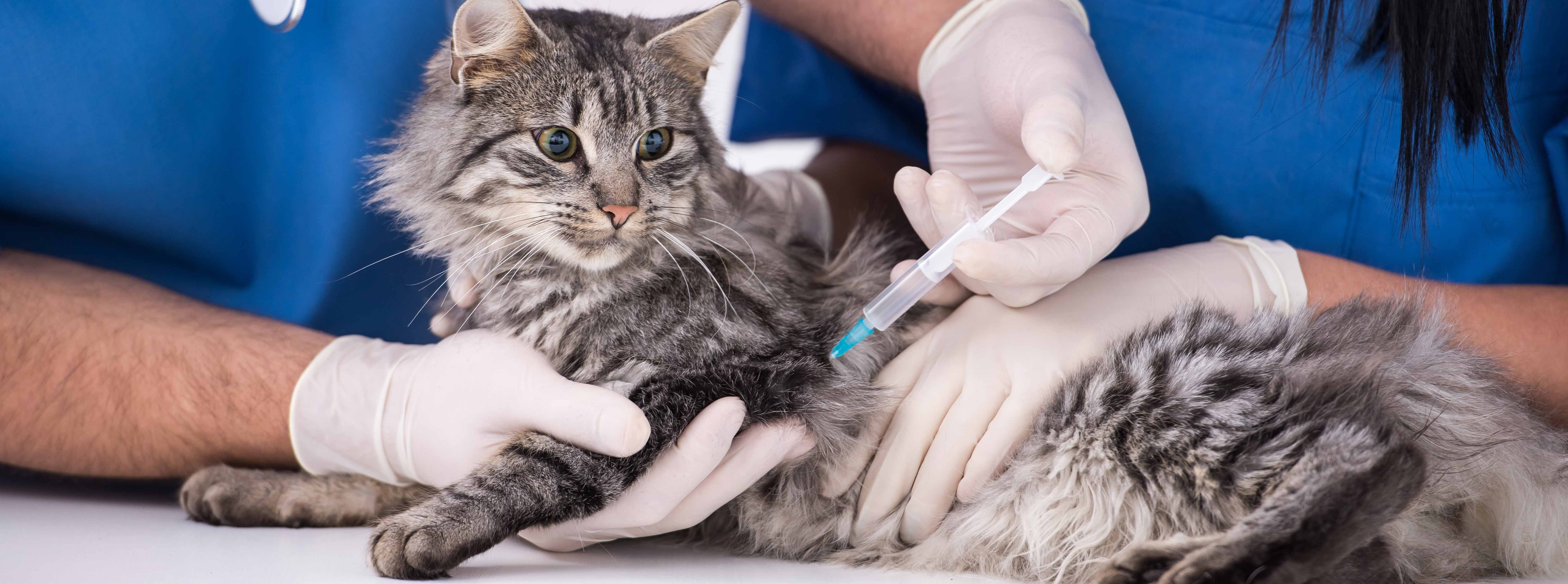 cat vaccination 1 of 1