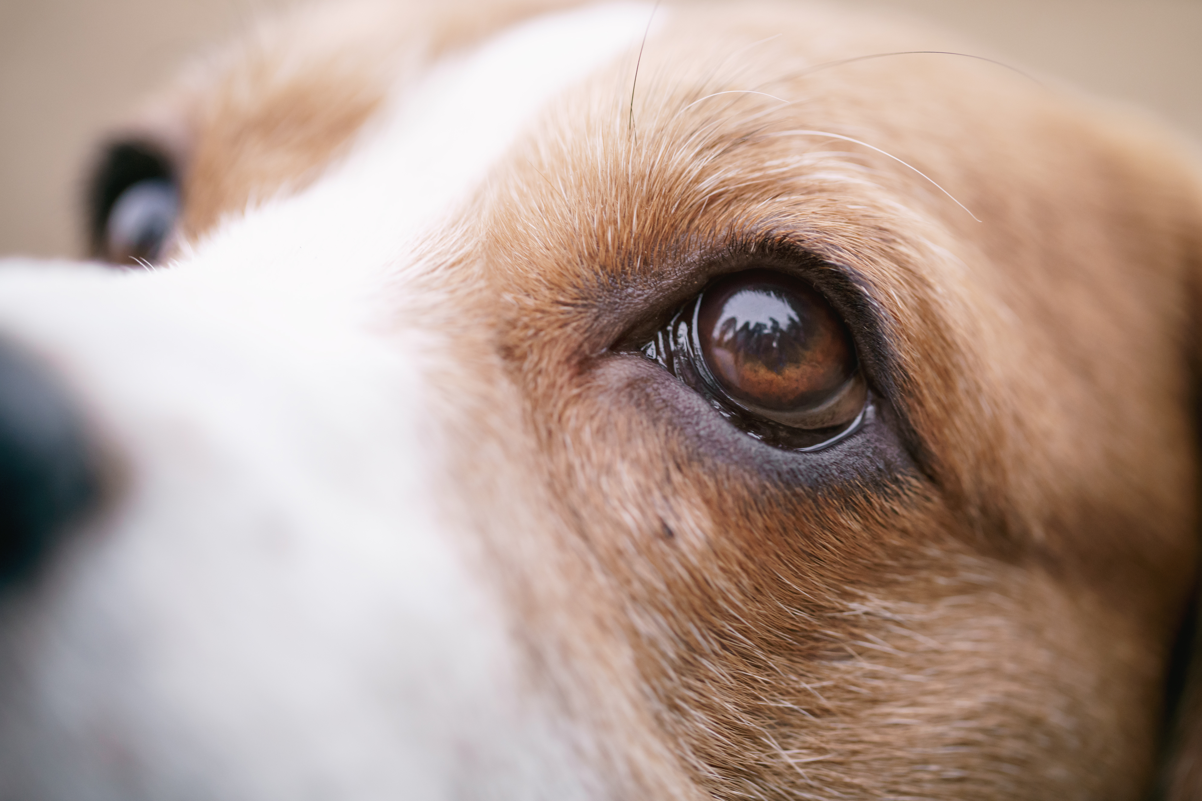Собака с умными глазами
