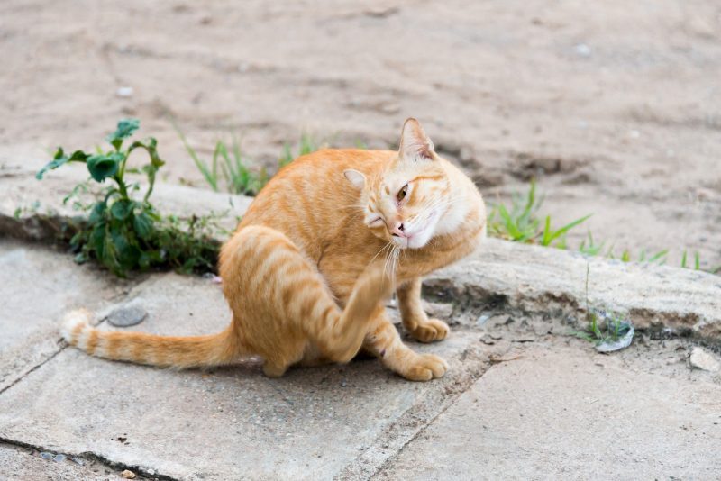 Parasites Awakening Woodbury Veterinary Hospital